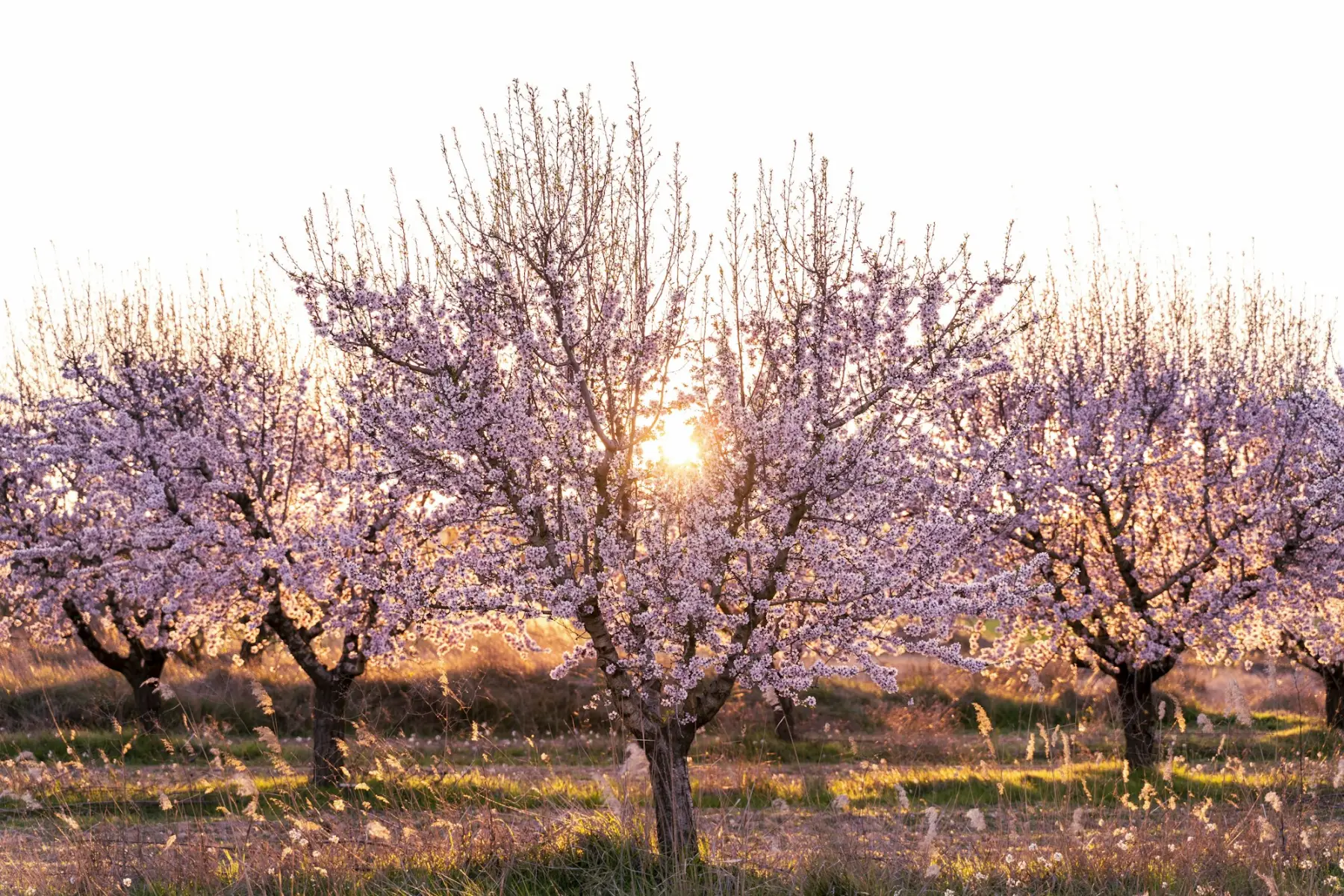 Ametllers en flor en un camp, a contrallum.