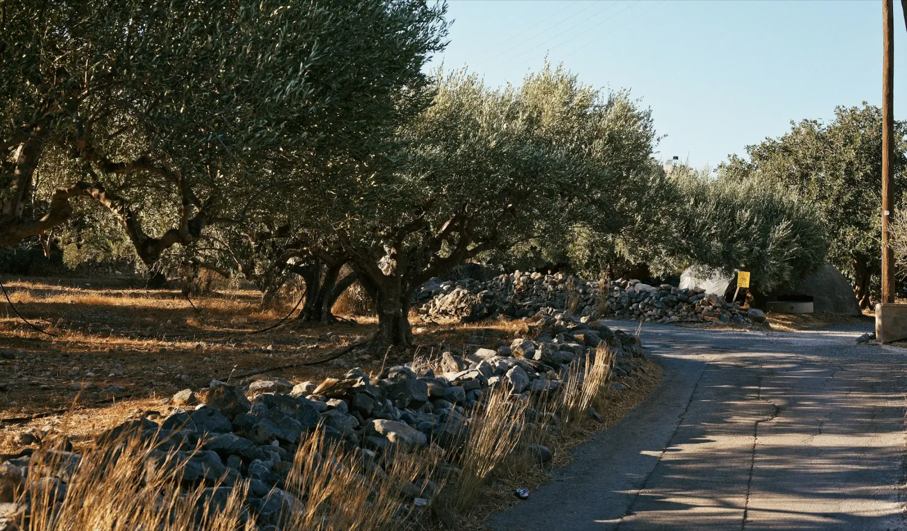 Un camí entre oliveres vora una paret de pedra seca.